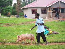 在乌干达将猪送到市场上